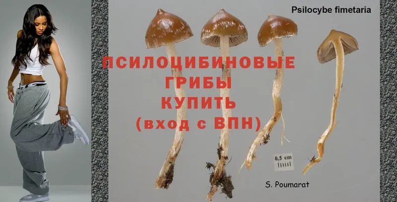 Галлюциногенные грибы Psilocybine cubensis  даркнет сайт  МЕГА как войти  Кириллов 